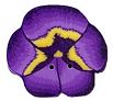 Large Purple Pansy